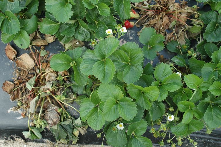 Scattered strawberry plant wilting due to anthracnose crown rot in fruiting field. 