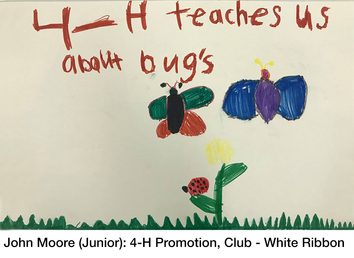 Miley Jenkins (Junior) 4-H General Promotion showing grass, a flower with a lady bug on the leaf, a butterfly and bee in the air; reads 4-H teaches us about bugs