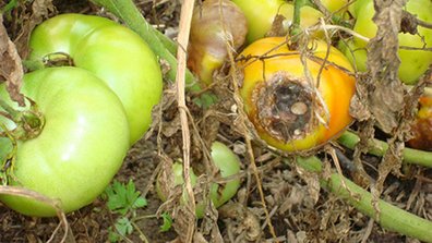 Late blight tomatoes