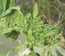 Broad mite injury on pepper plant in field.