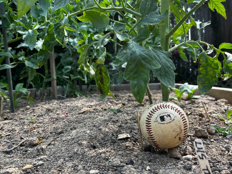 A picture of a baseball in a garden.