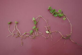 shows how ground ivy roots creep or run along the ground