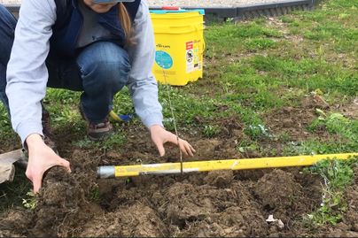 Measuring the soil level with a tool handle and adjusting the root crown flare.