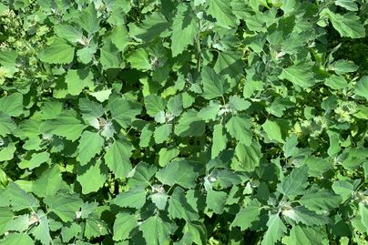 A classic example of how common lambsquarters looks.