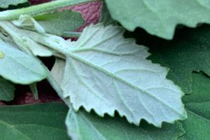 The underside of common lambsquarters.