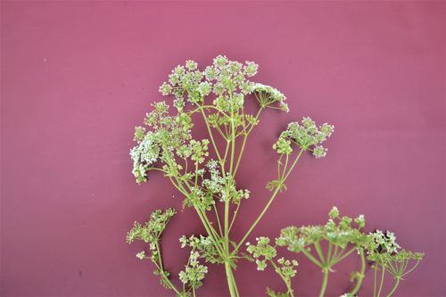 White, umbel-shaped flower clusters of poison hemlock plant against a solid burgundy red background.
