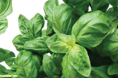 close up of basil leaves