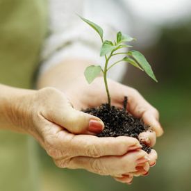 photo of hands holding seedling