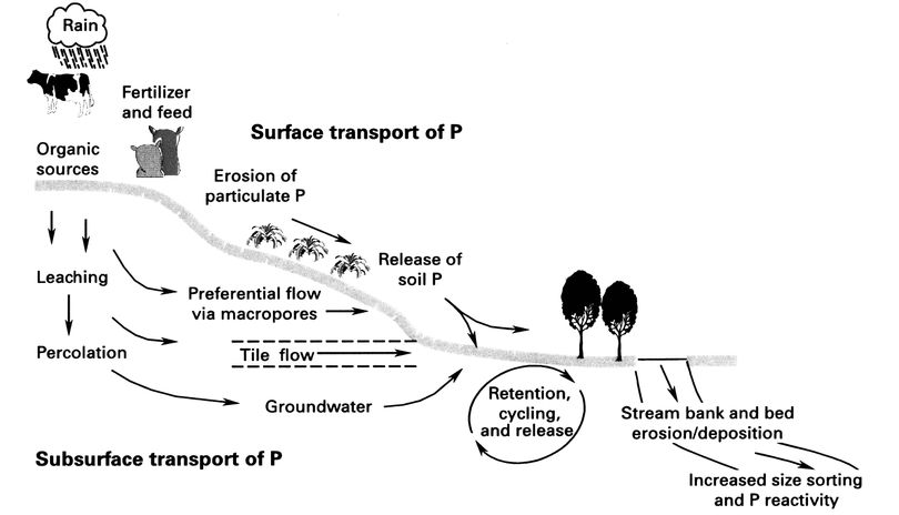 Flow diagram showing factors affecting phosphorus transport to surface waters in agricultural ecosystems.