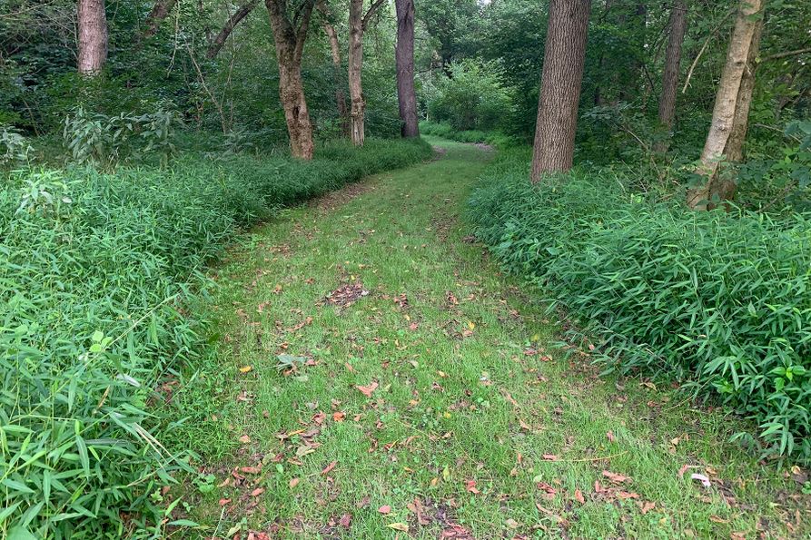 Mature Japanese stiltgrass growing along a wooded path.