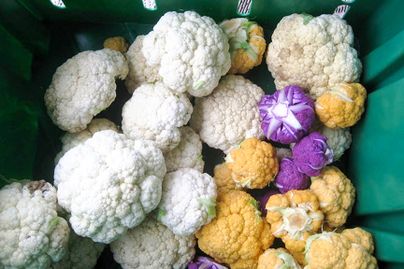 various heads of cauliflower in white, yellow and purple in a green bin