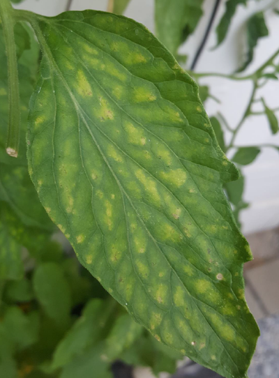 Manganese deficiency evident in a leaf.