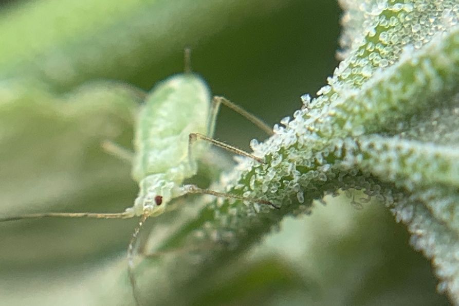 A green peach aphid sits on the stem of common lambsquarters.