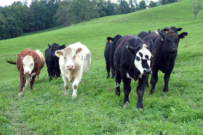 Group of brown, white and black beef cattle walking through a pasture field.