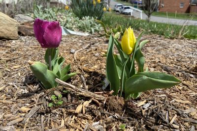 One pinkish purple tulip growing next to one yellow tulip in a flower bed.