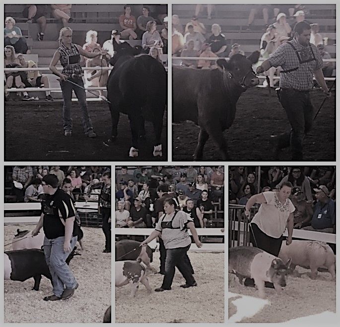 4-H livestock show collage featuring ten Wood County winners.