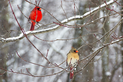 two cardinals sitting in a tree in winter
