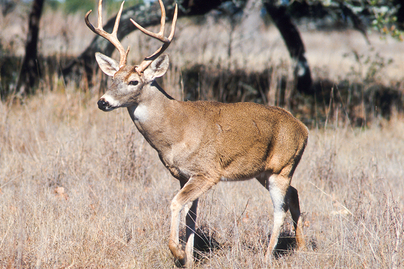 white-tailed buck with large set of antlers