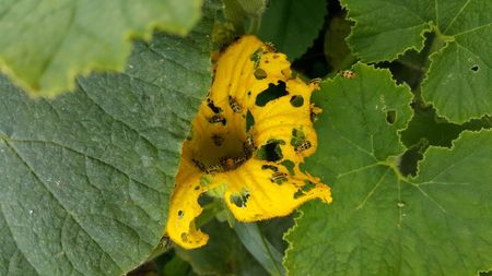 Striped and Spotted Cucumber Beetles feeding on a cucumber plant