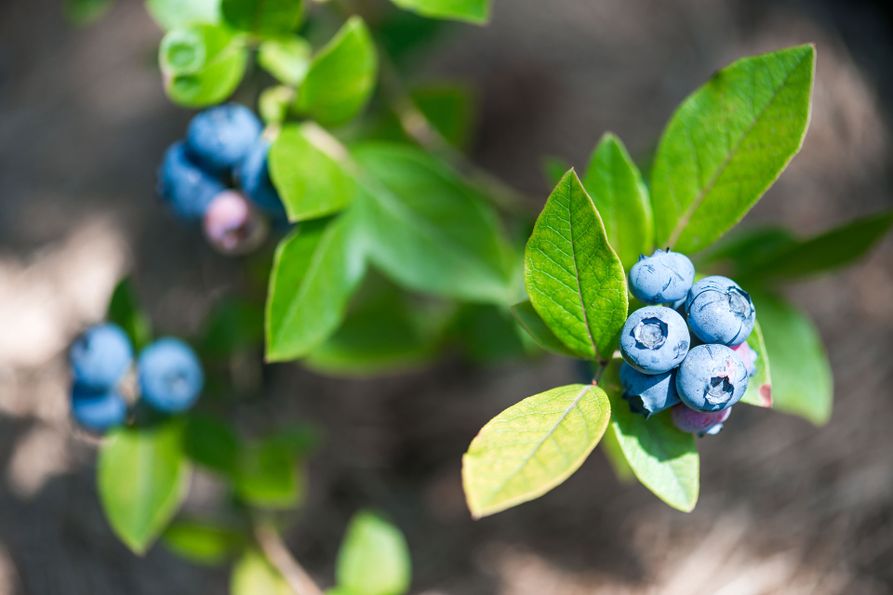 A closeup image of a blueberry plant with ripe berries.