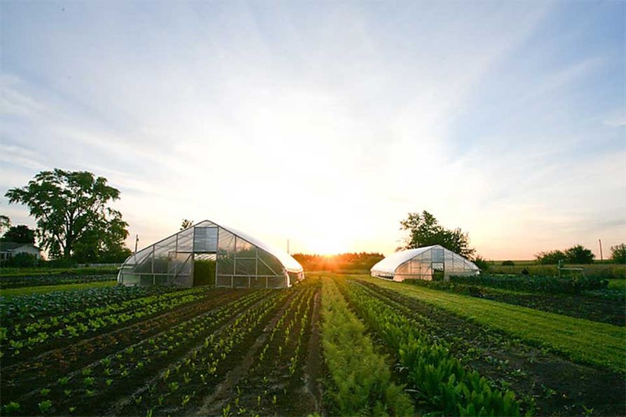 Two high tunnels sit in a field with sunlight in the background