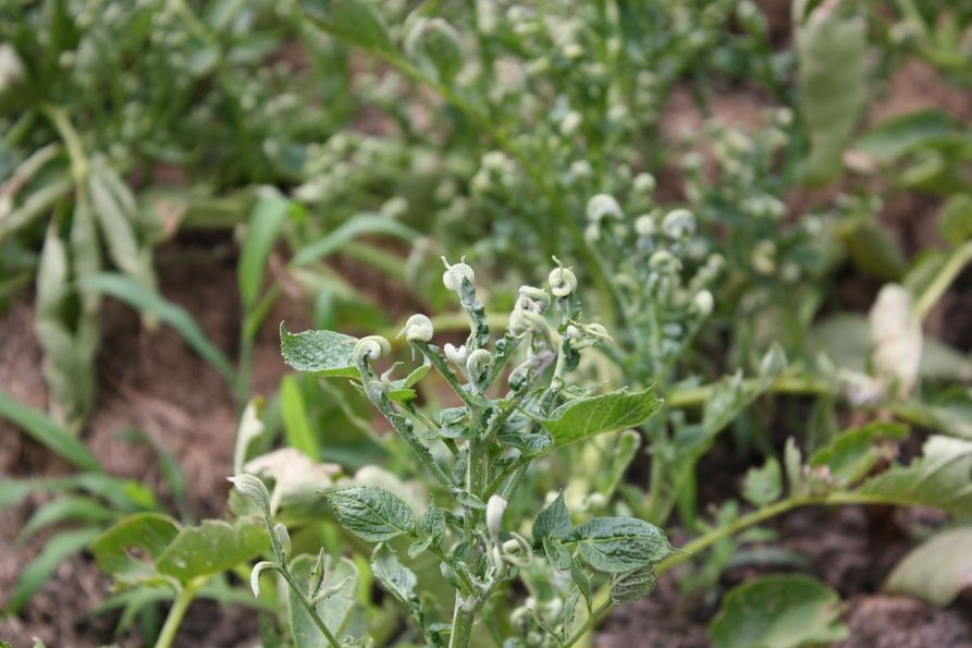 Potato plant herbicide injury: symptoms of exposed growth regulator include wilting foliage.