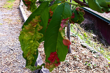 Reddish areas on developing leaves are a symptom of peach leaf curl. (Photo credit: MM Rahman)