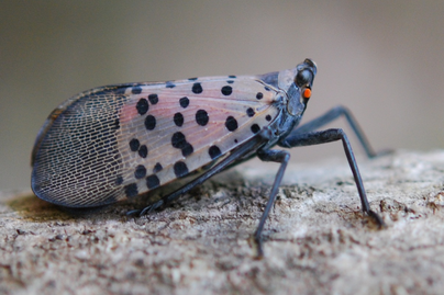 adult spotted lanternfly on bark