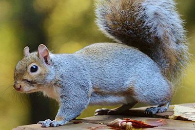 Eastern gray squirrel on a table.