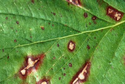 Leaf symptom of dogwood anthracnose.