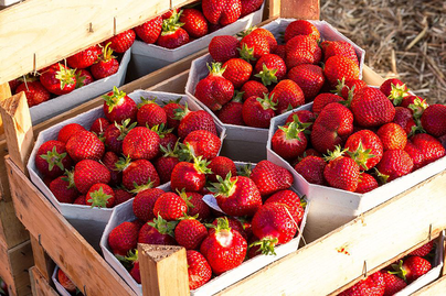 strawberries in creates ready to sell