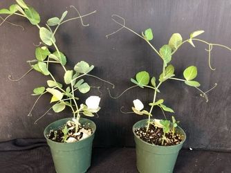 Two snow pea plants in pots without any growth issues.
