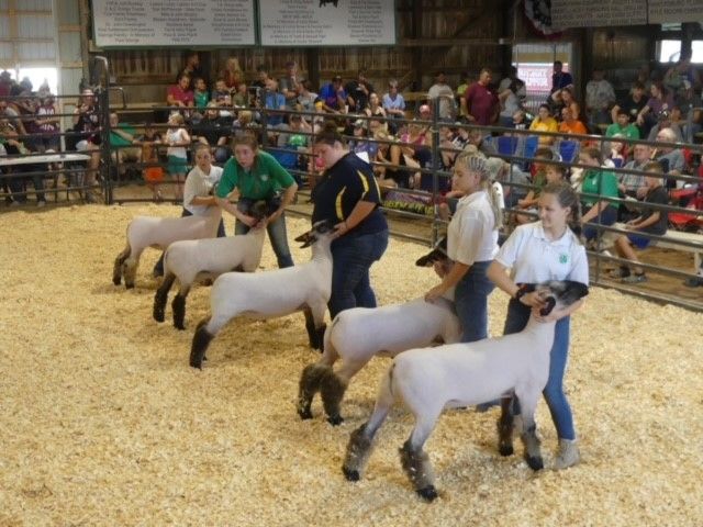 picture of kids showing their market lambs