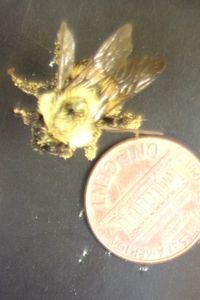 Bumblebee next to a penny for size comparison.