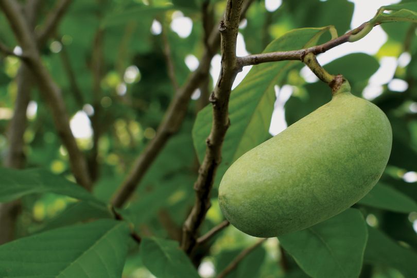 Green pawpaw fruit hanging from a tree.