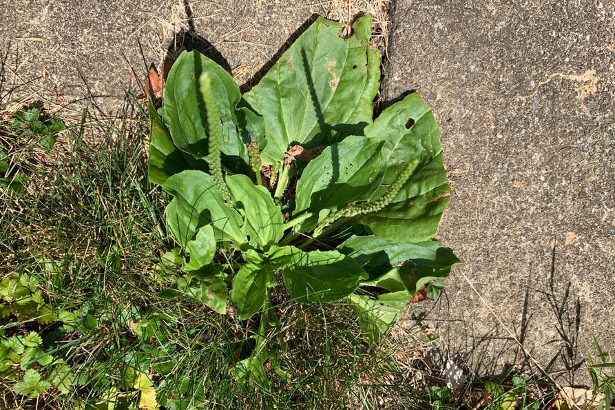A broadleaf plantain in a sidewalk.