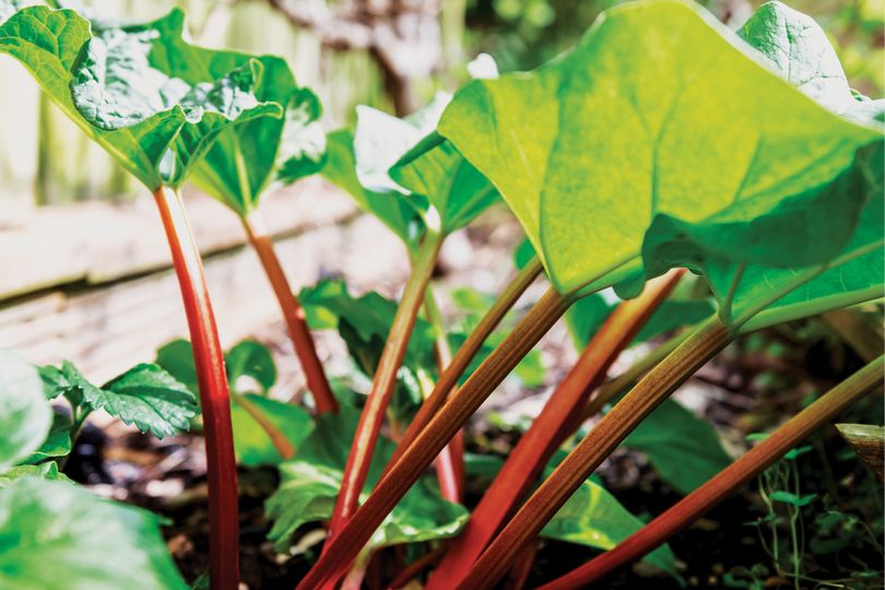 Red stalks of rhubarb plants in a garden.