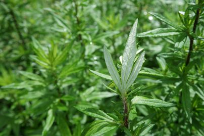 Patch of mugwort with one cluster of leaves flipped up showing underside