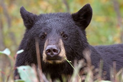 Black bear relaxing in brush.