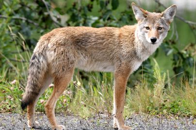 coyote as pests (Photo credit: https://www.flickr.com/photos/ drphotomoto/10669948324)