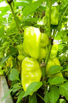 Large yellow-green peppers on vine.