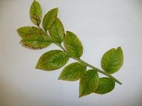 Severe chlorosis due to iron deficiency in blueberry leaves.