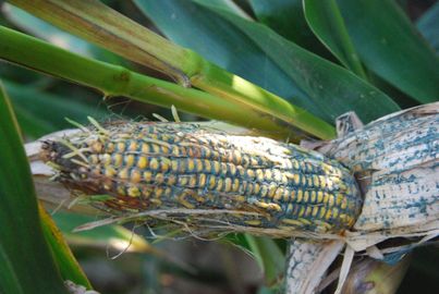 Photo of moldy ear of corn on stalk