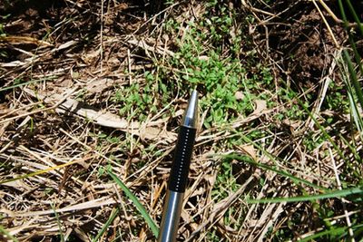 Arthraxon germinating through mulch; ink pen used to exhibit size comparison