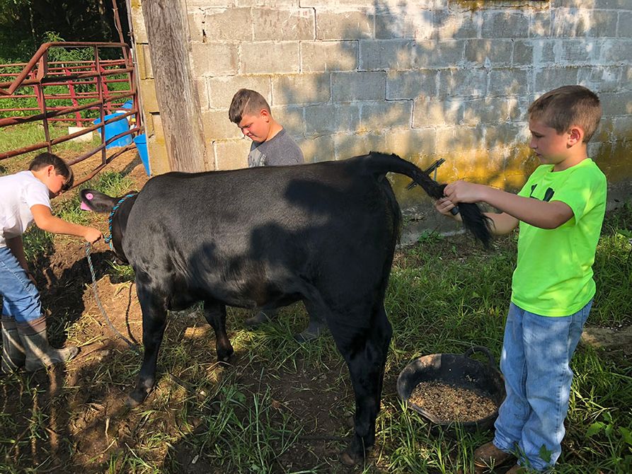 Boys combing calf 
