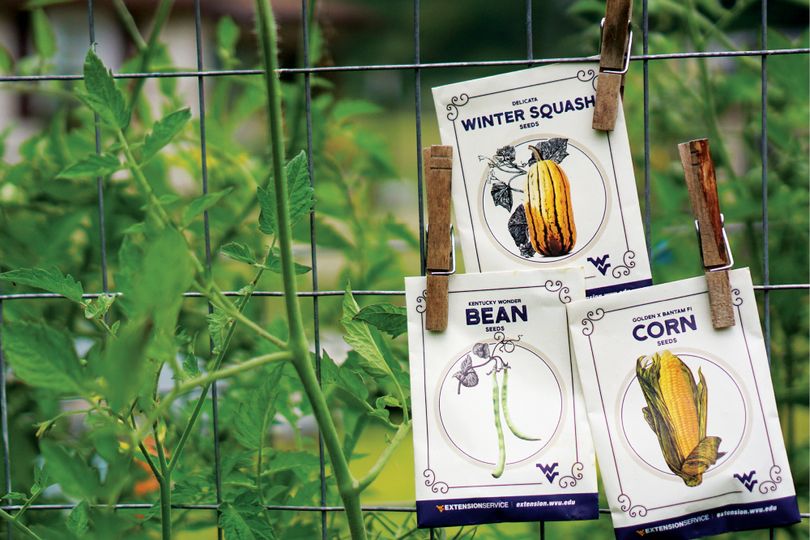 Seed packets for each item in the Three Sisters Garden, squash, corn and beans, pinned to a wire fence around a garden.