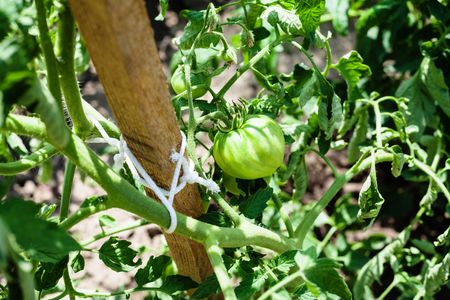 green tomato on bush in garden