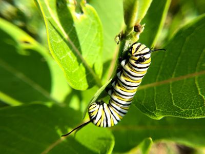 Caterpillar on milkweed plant. 