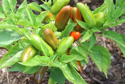 Small green to red peppers growing on a pepper plant in a garden.