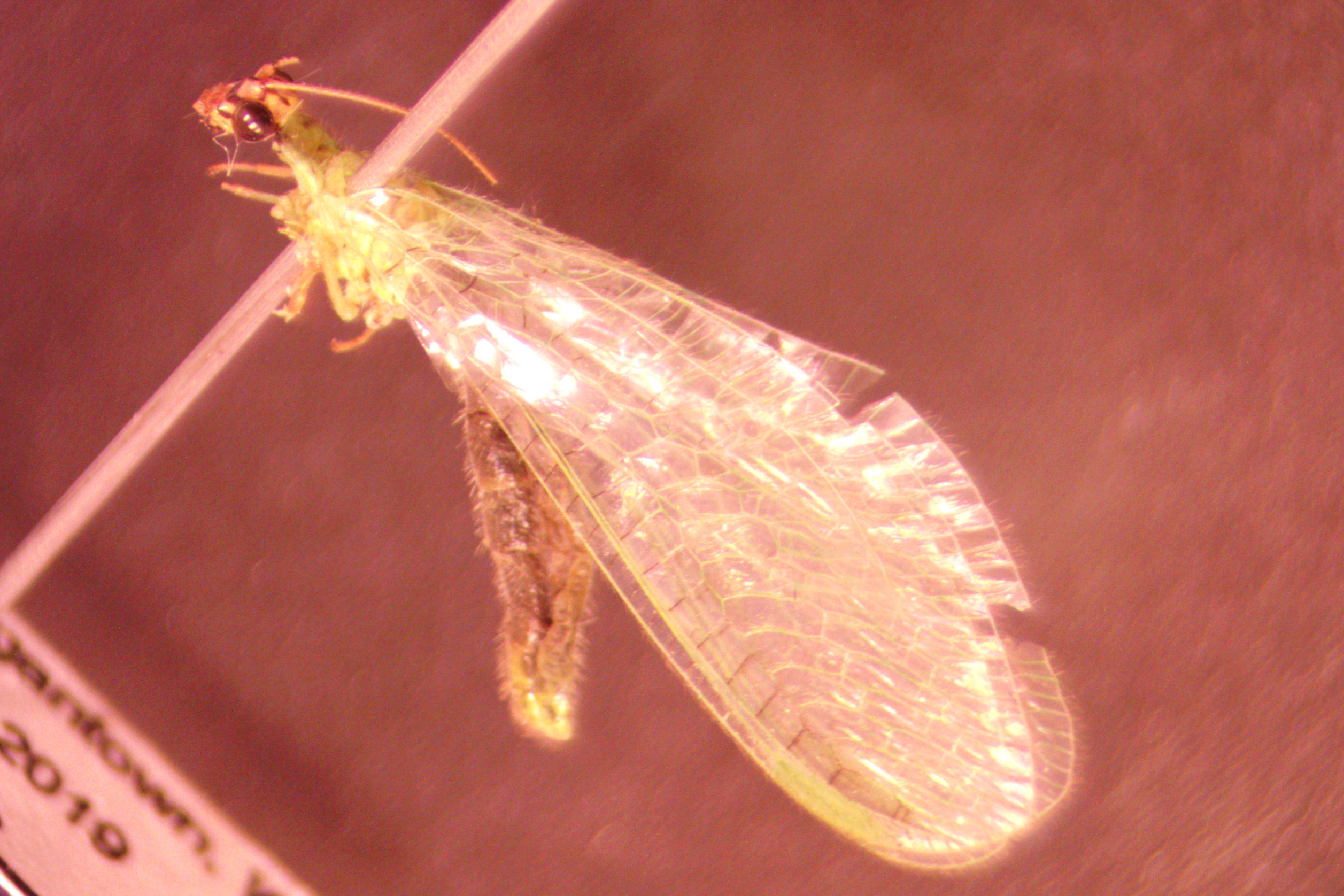 Green Lacewing - North American Insects & Spiders